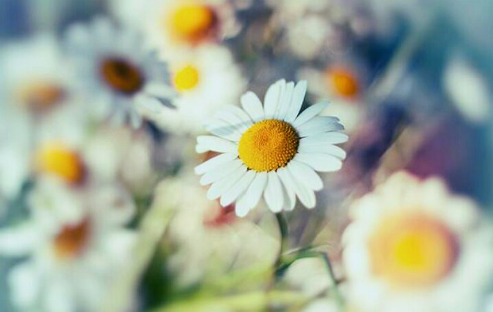 秋に白い花を咲かせよう 人は遊びながら 秋に白い花を咲かせよう 人は遊びながら