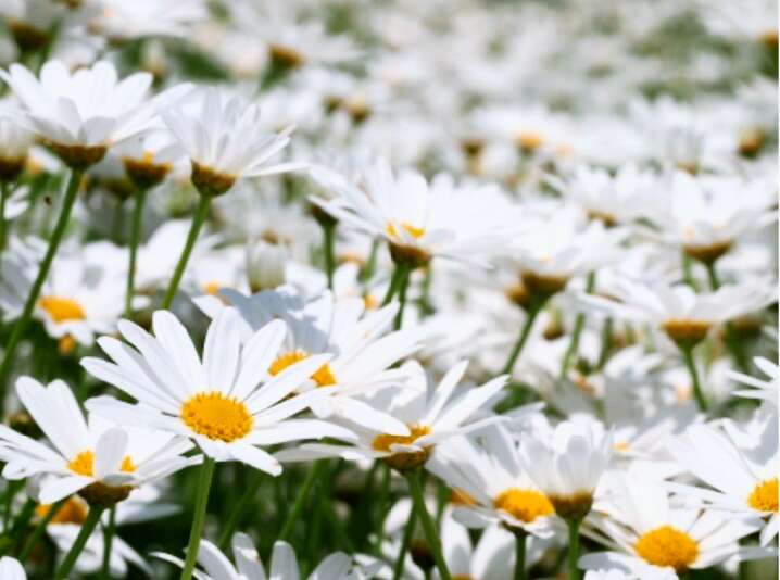 さようなら 残念です 人は遊びながら