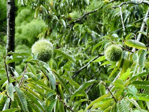 DSCN9105 (640x480)