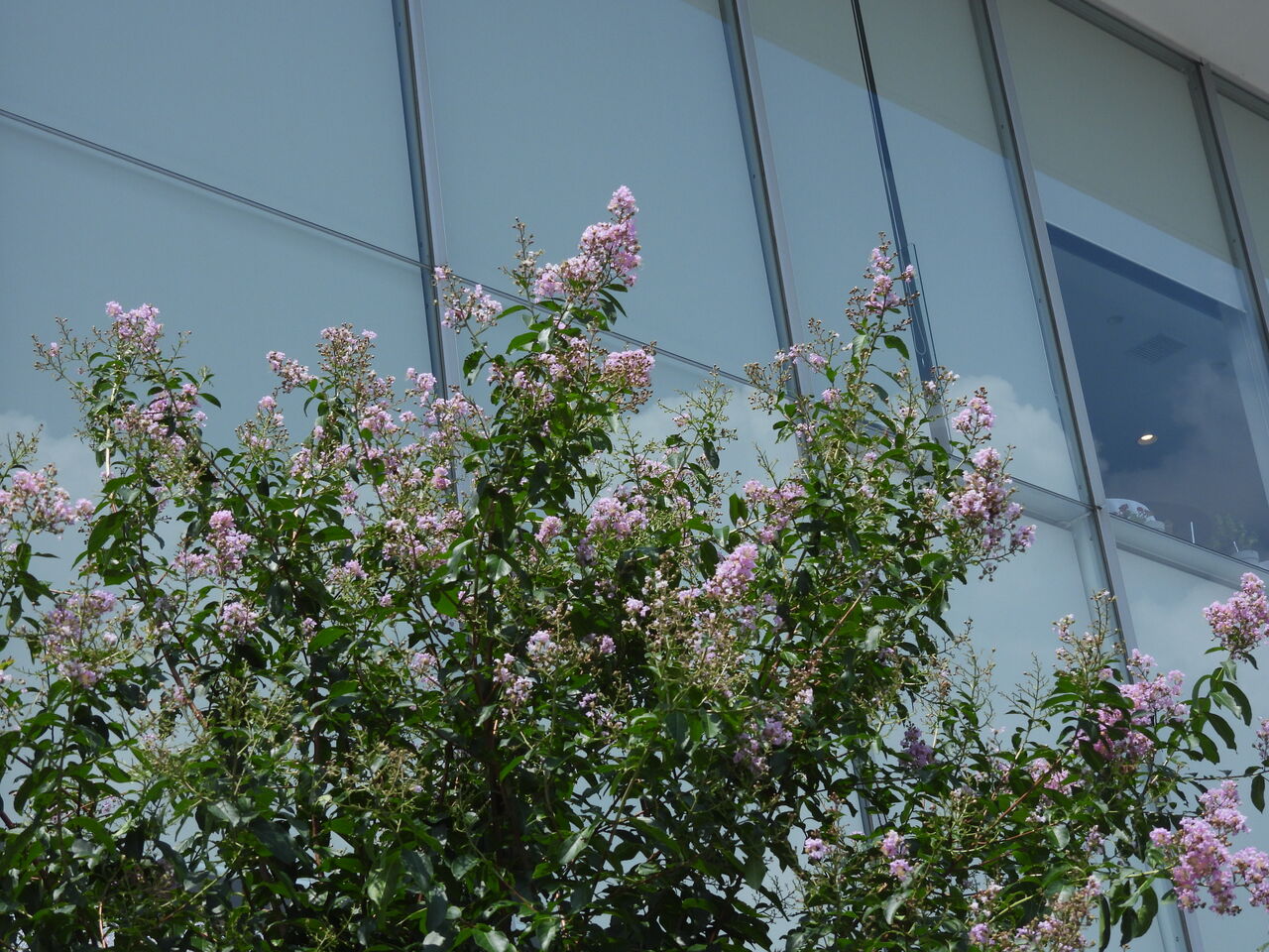 百日紅 いつの日か南の島に
