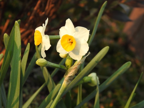 DSCN4454