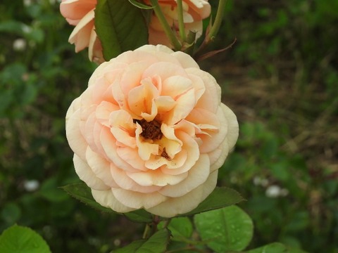 DSCN8502 (640x480)