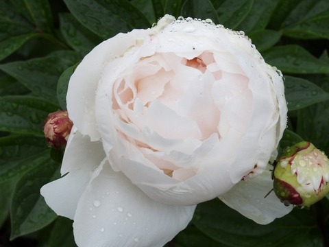 DSCN1525 (640x480)