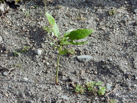 DSCN0229 (640x480)