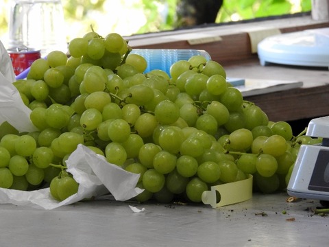 DSCN5721 (640x480)
