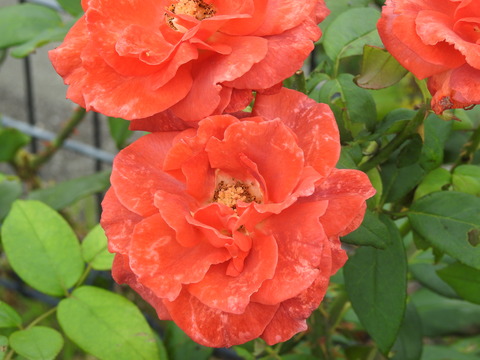 DSCN3069
