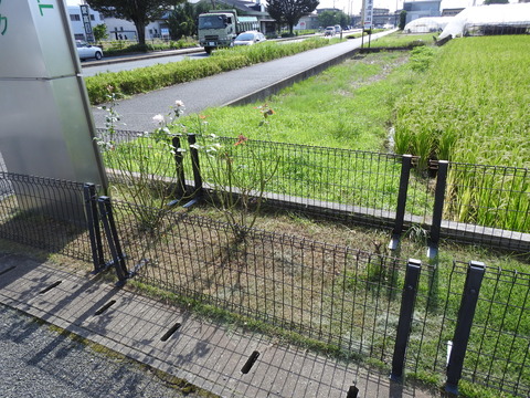 DSCN3471