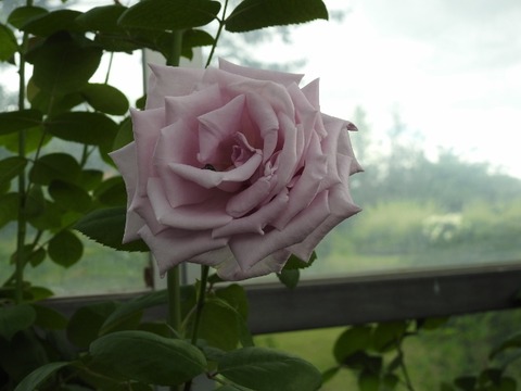 DSCN8507 (640x480)