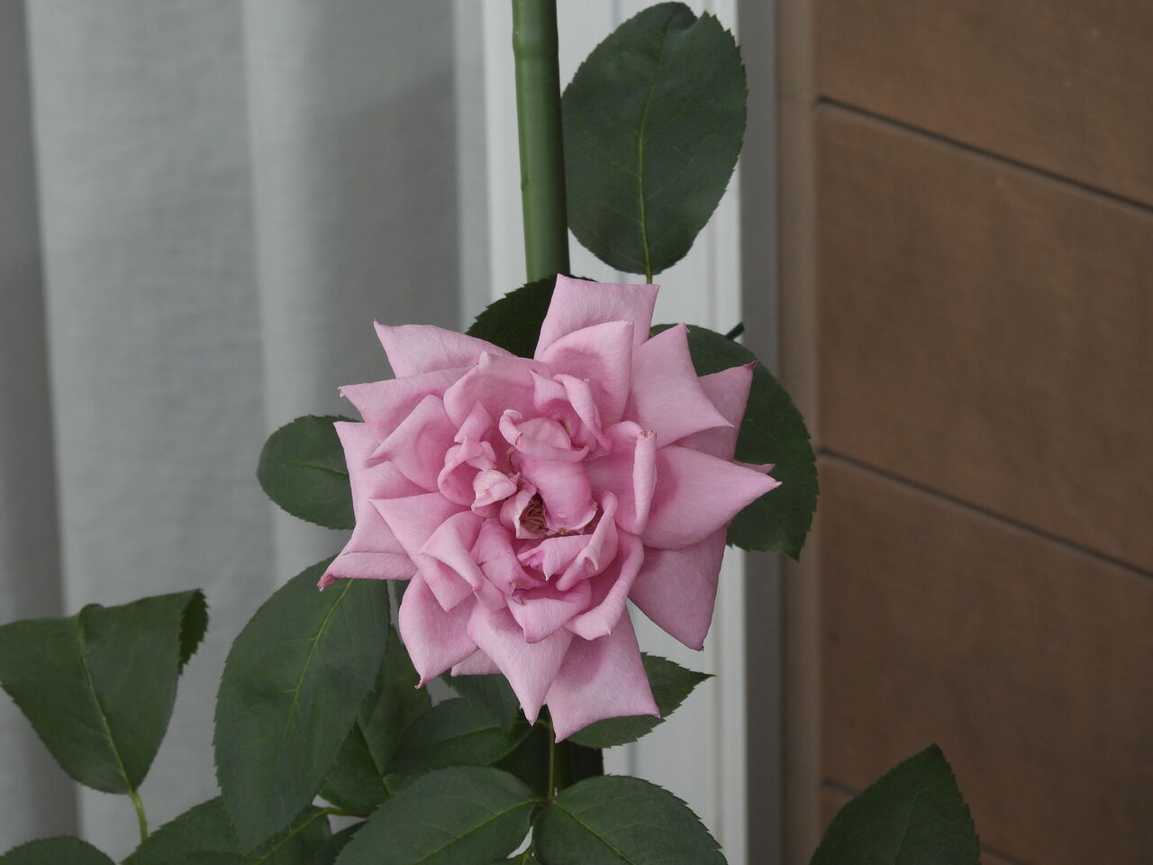 バラはひと段落 でもアブラムシ発生 いつの日か南の島に