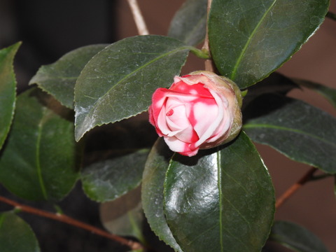 DSCN4446