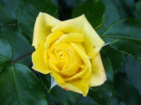 DSCN7968 (640x480)