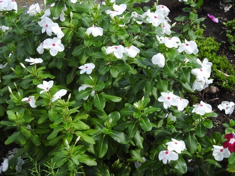 DSCN5676 (640x480)