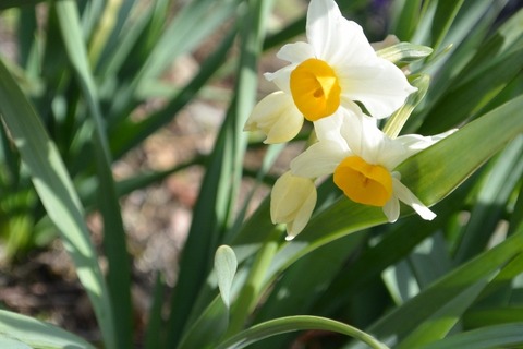 DSC_3937 (640x427)