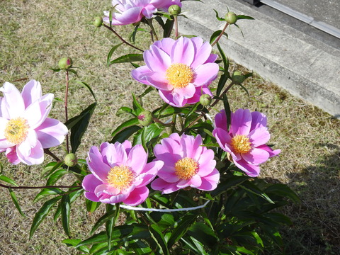 DSCN2510