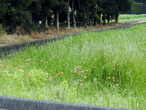 DSCN4407 (640x480)