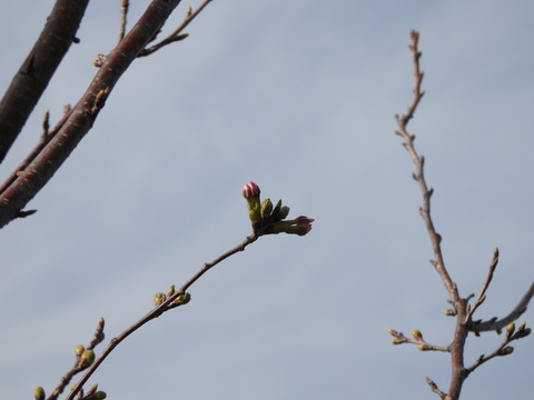 2021-03-17 16.20.48