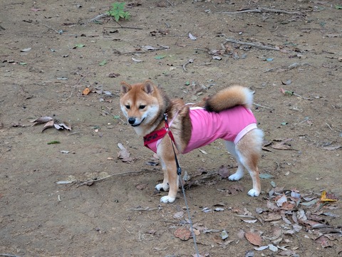 PXL_20251113_070237868