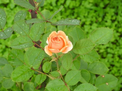 DSCN8504 (640x480)