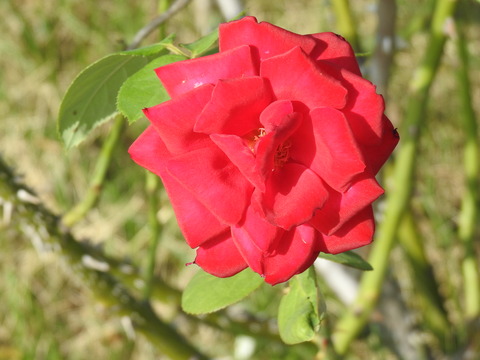DSCN3483