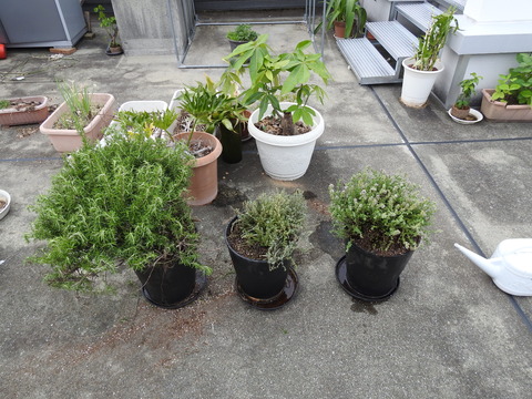 DSCN2662