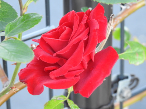 DSCN4161