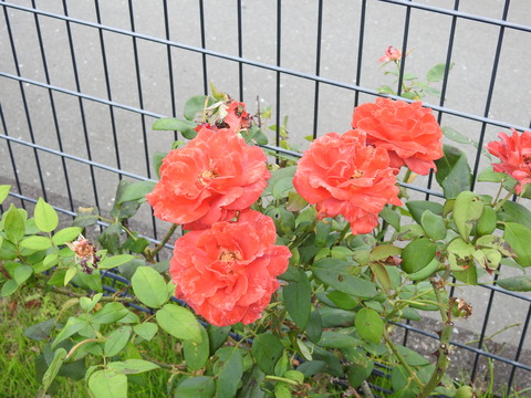 DSCN3068