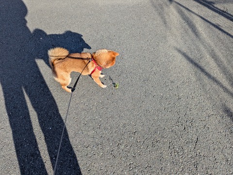 PXL_20251130_055051283