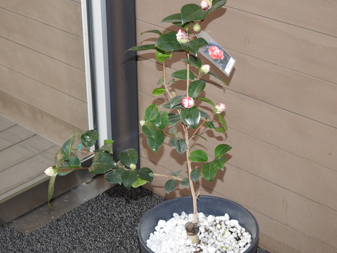 DSCN4443