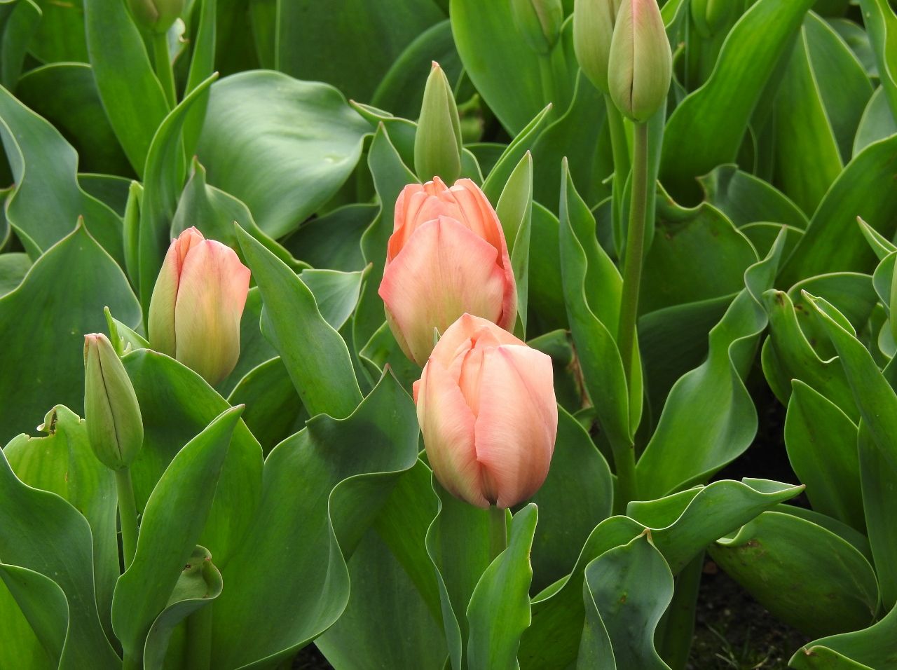 生まれたときから いつの日か南の島に 生まれたときから いつの日か南の島に