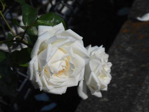 DSCN0750