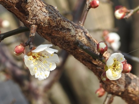 DSCN3695 (640x480)