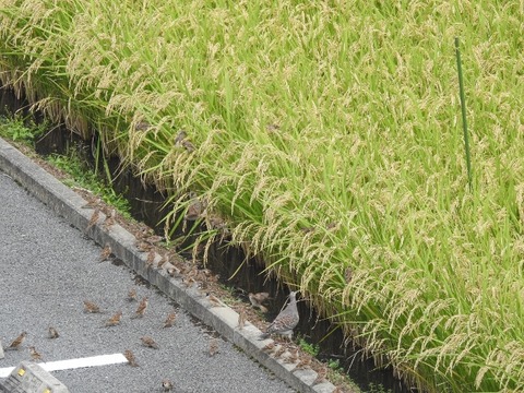DSCN6073 (640x480)