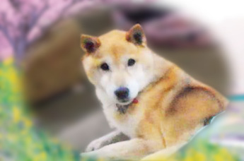 RIN1