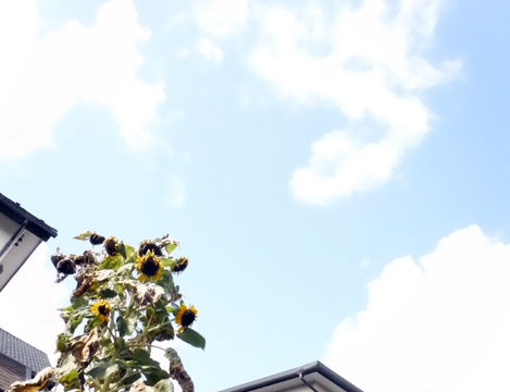 DSCF7536s