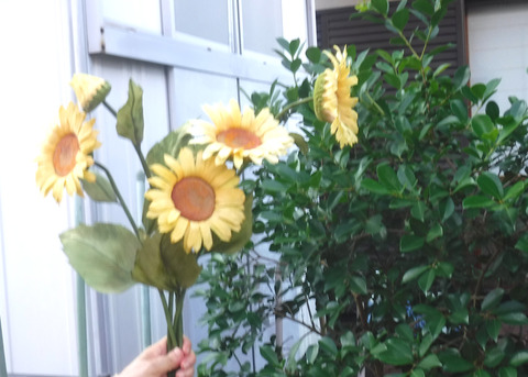 Mさん花DSCF0405