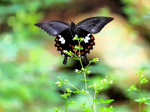 0901ﾓﾝｷｱｹﾞﾊ③