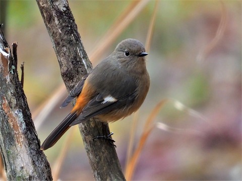 220203ｼﾞｮｳﾋﾞﾀｷ♀③