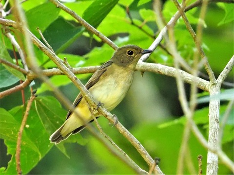 0813キビタキ♀②