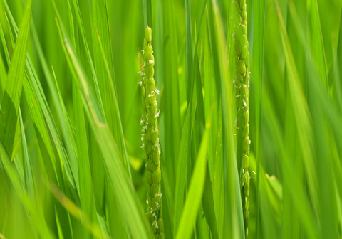 10稲穂②