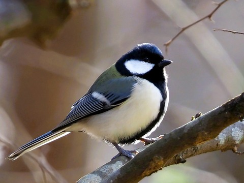 1221ｼｼﾞｭｳｶﾗ②