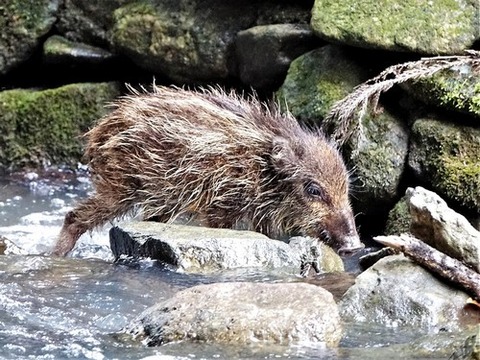 0824ウリ坊⑥