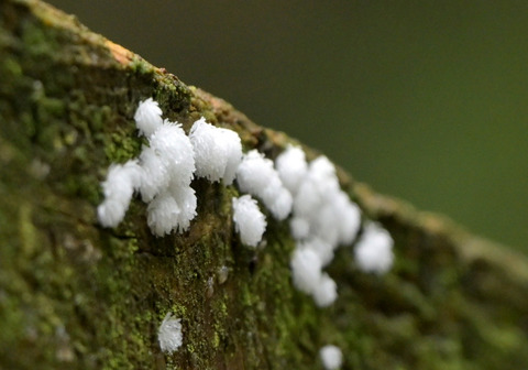 0813ﾂﾉﾎｺﾘ①