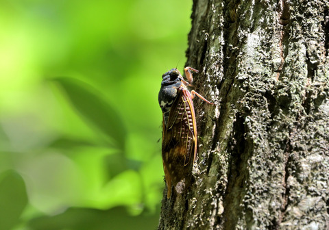 01ｱﾌﾞﾗｾﾞﾐ