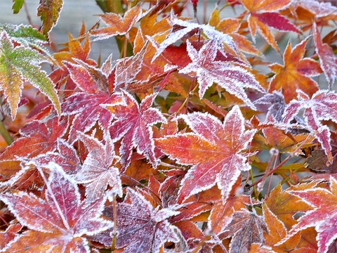 1128朝霜①