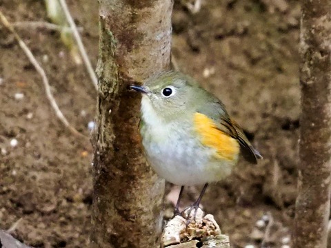 240216ﾙﾘﾋﾞﾀｷ♀③