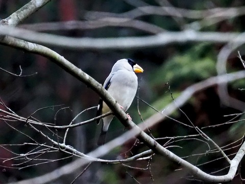 240128ｲｶﾙ①