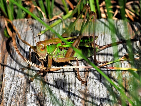 0724キリギリス♀①
