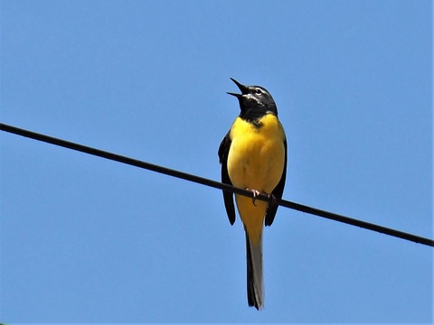 0405キセキレイ♂②