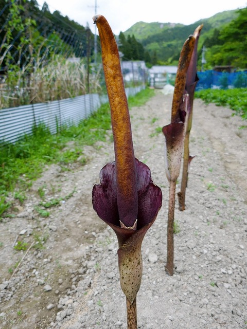 0505ｺﾝﾆｬｸｲﾓの花①