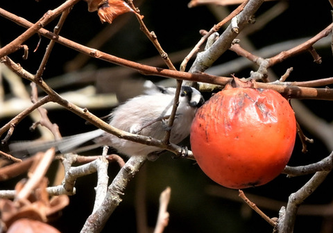 260215ｴﾅｶﾞ②